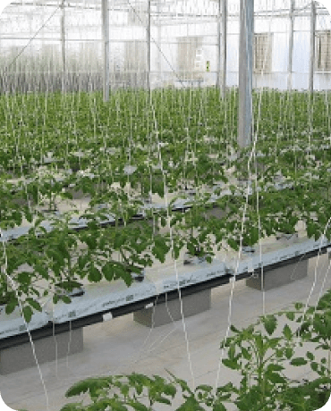 2005 - GP-20 Multi Crop System