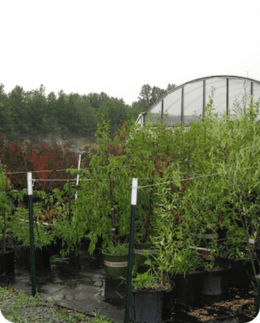 2001 - Tree and Nursery Propagation